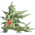 Mega Tyranitar