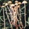 Profile picture for user shroom